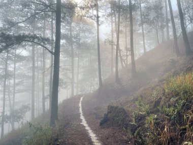 Yol çam ormanındaki sabah çiğ taneleriyle dolu.