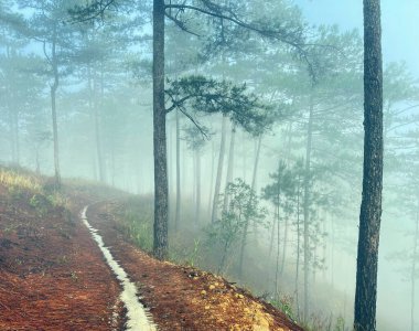 Yol çam ormanındaki sabah çiğ taneleriyle dolu.