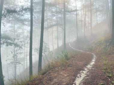 Yol çam ormanındaki sabah çiğ taneleriyle dolu.
