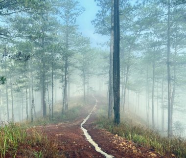 Yol çam ormanındaki sabah çiğ taneleriyle dolu.