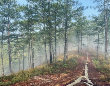 Yol çam ormanındaki sabah çiğ taneleriyle dolu.