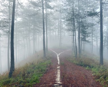 Yol çam ormanındaki sabah çiğ taneleriyle dolu.