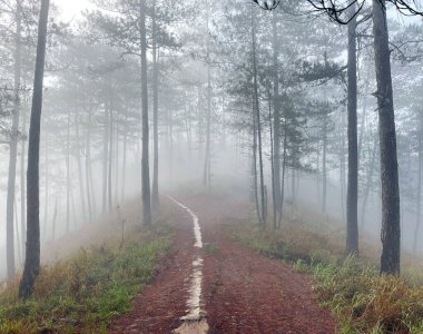 Yol çam ormanındaki sabah çiğ taneleriyle dolu.