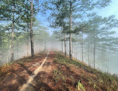 Yol çam ormanındaki sabah çiğ taneleriyle dolu.
