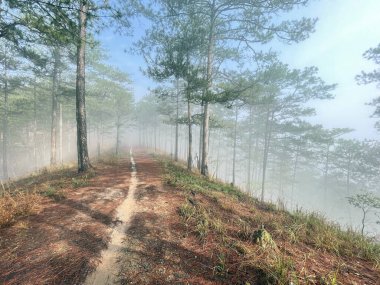 Yol çam ormanındaki sabah çiğ taneleriyle dolu.