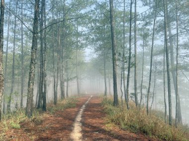 Yol çam ormanındaki sabah çiğ taneleriyle dolu.