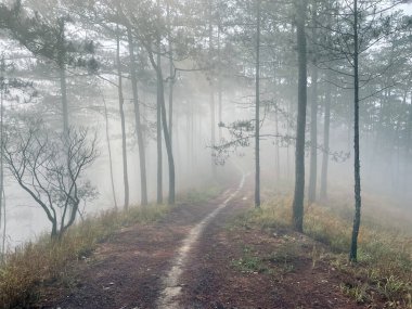 Yol çam ormanındaki sabah çiğ taneleriyle dolu.