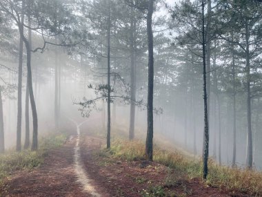Yol çam ormanındaki sabah çiğ taneleriyle dolu.