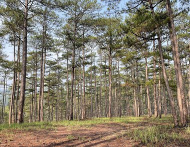 Yol çam ormanındaki sabah çiğ taneleriyle dolu.
