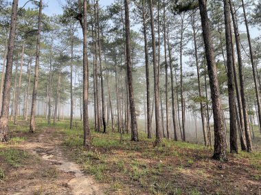 Yol çam ormanındaki sabah çiğ taneleriyle dolu.