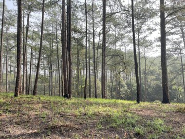 Yol çam ormanındaki sabah çiğ taneleriyle dolu.