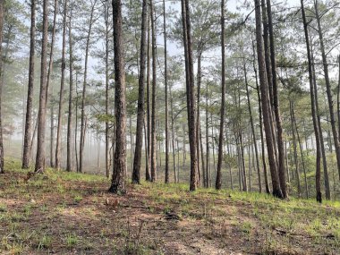 Yol çam ormanındaki sabah çiğ taneleriyle dolu.