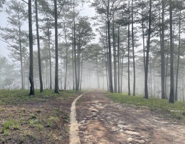 Yol çam ormanındaki sabah çiğ taneleriyle dolu.
