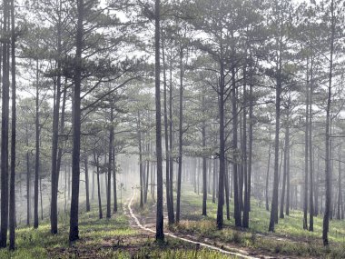 Yol çam ormanındaki sabah çiğ taneleriyle dolu.