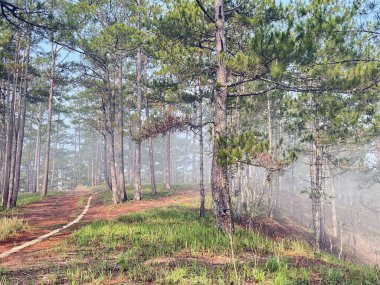 Yol çam ormanındaki sabah çiğ taneleriyle dolu.