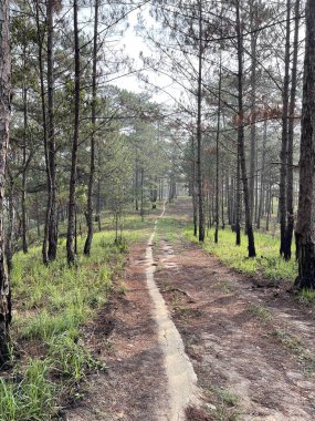 Yol çam ormanındaki sabah çiğ taneleriyle dolu.
