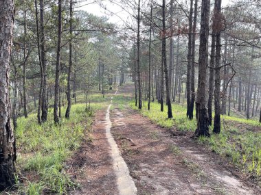 Yol çam ormanındaki sabah çiğ taneleriyle dolu.