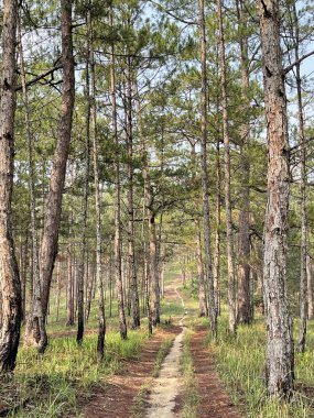 Yol çam ormanındaki sabah çiğ taneleriyle dolu.
