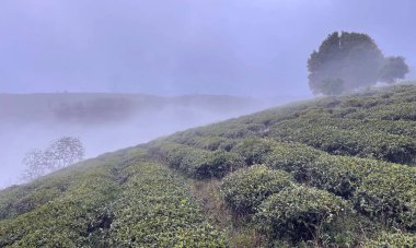 Bulutlar Cau Dat kasabasına geri döndü.