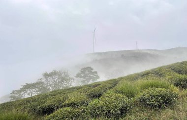 Bulutlar Cau Dat kasabasına geri döndü.