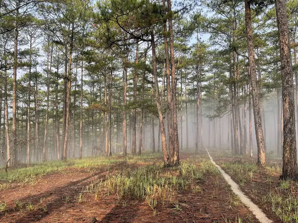 Yol çam ormanındaki sabah çiğ taneleriyle dolu.