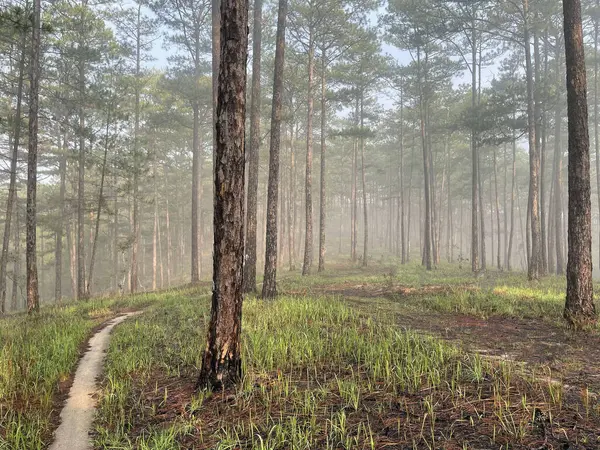 Yol çam ormanındaki sabah çiğ taneleriyle dolu.