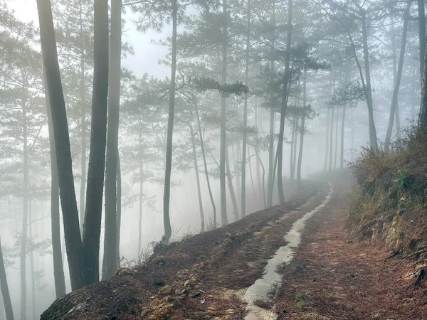 Yol çam ormanındaki sabah çiğ taneleriyle dolu.