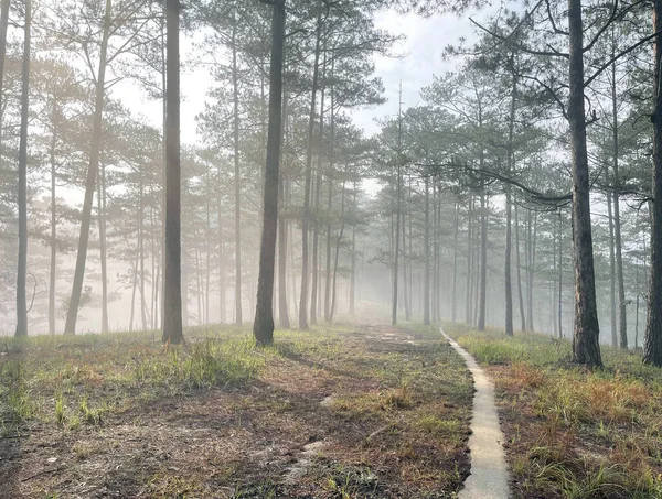 Yol çam ormanındaki sabah çiğ taneleriyle dolu.