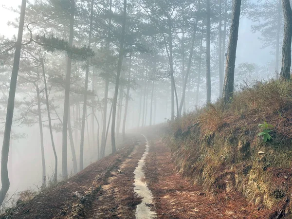 Yol çam ormanındaki sabah çiğ taneleriyle dolu.