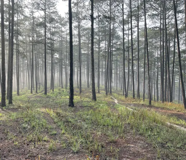 Yol çam ormanındaki sabah çiğ taneleriyle dolu.
