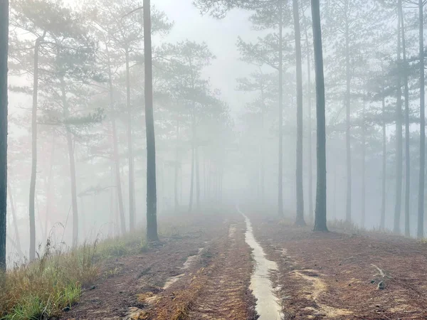 Yol çam ormanındaki sabah çiğ taneleriyle dolu.