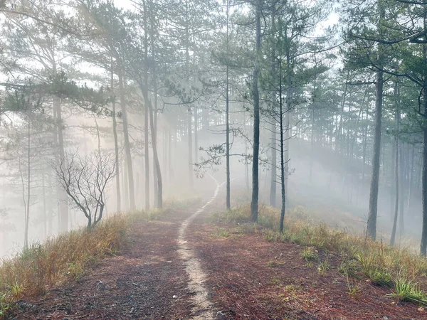 Yol çam ormanındaki sabah çiğ taneleriyle dolu.