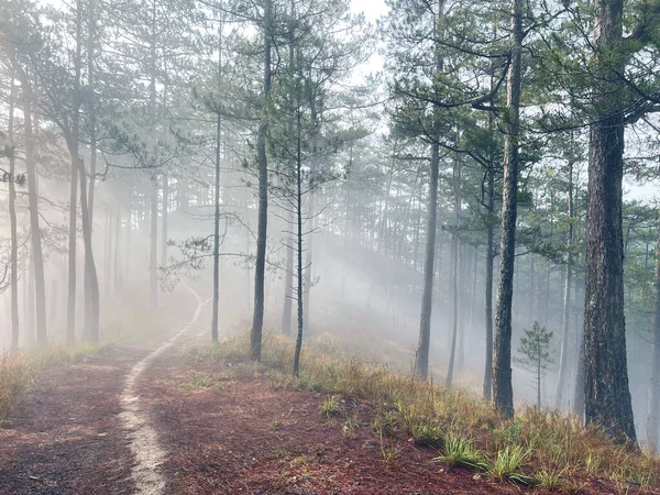 Yol çam ormanındaki sabah çiğ taneleriyle dolu.