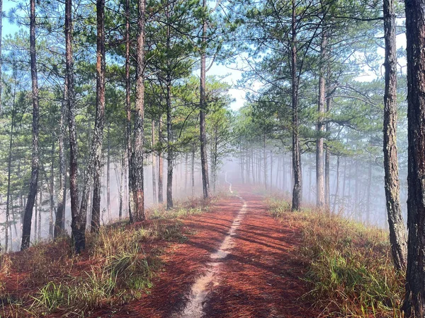 Yol çam ormanındaki sabah çiğ taneleriyle dolu.