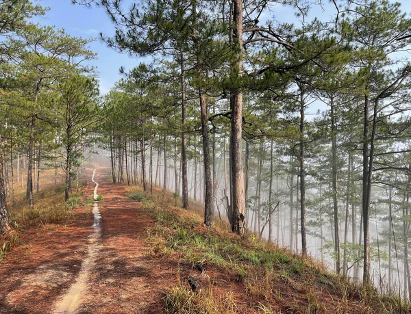 Yol çam ormanındaki sabah çiğ taneleriyle dolu.