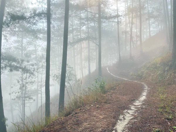 Yol çam ormanındaki sabah çiğ taneleriyle dolu.