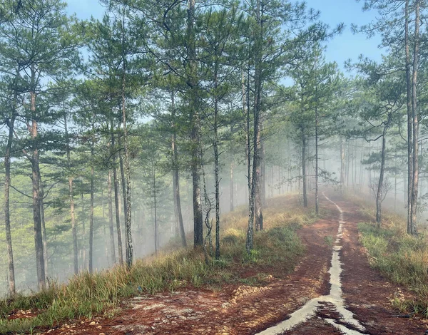 Yol çam ormanındaki sabah çiğ taneleriyle dolu.