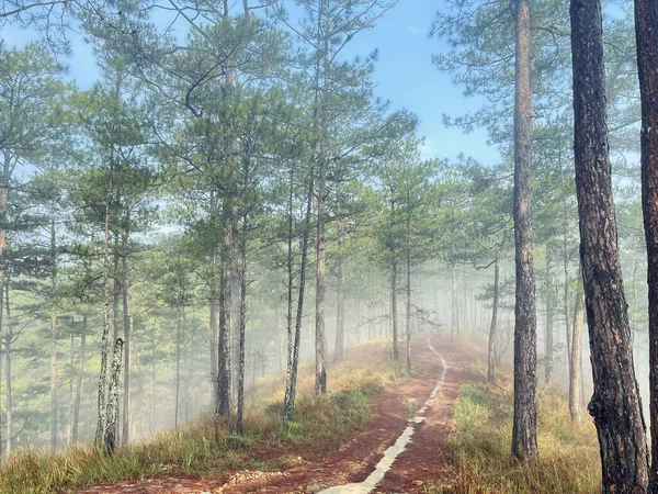 Yol çam ormanındaki sabah çiğ taneleriyle dolu.