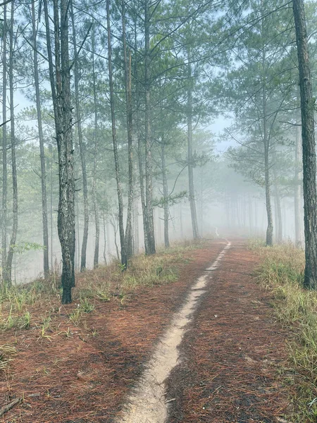 Yol çam ormanındaki sabah çiğ taneleriyle dolu.