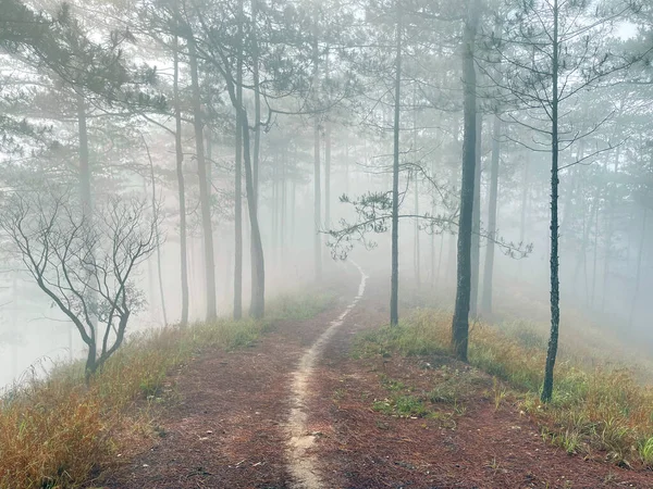 Yol çam ormanındaki sabah çiğ taneleriyle dolu.