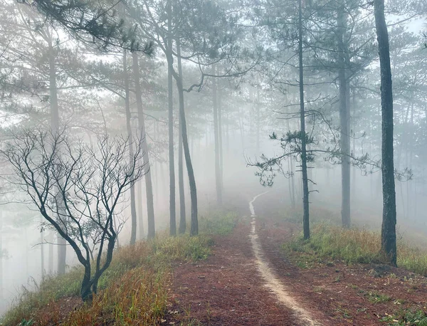 Yol çam ormanındaki sabah çiğ taneleriyle dolu.