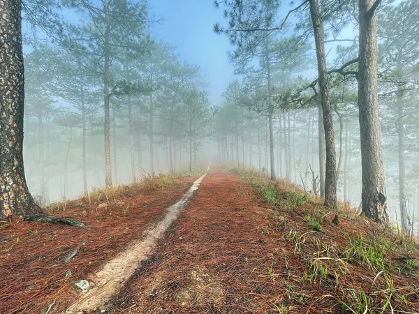 Yol çam ormanındaki sabah çiğ taneleriyle dolu.