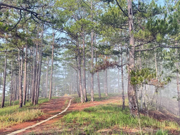 Yol çam ormanındaki sabah çiğ taneleriyle dolu.