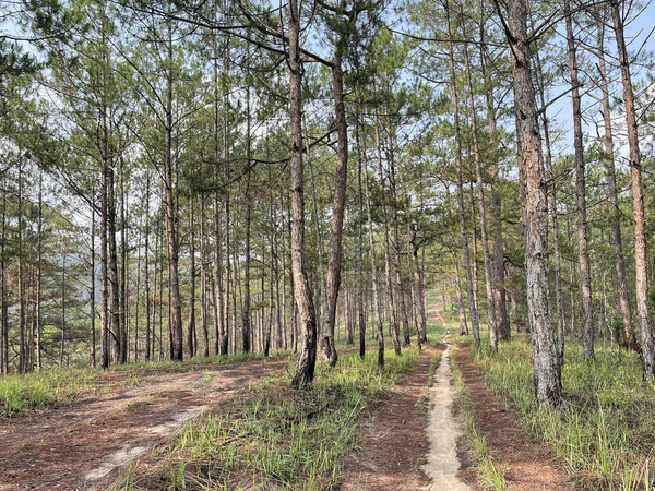 Yol çam ormanındaki sabah çiğ taneleriyle dolu.