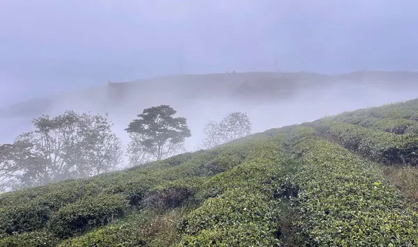 Bulutlar Cau Dat kasabasına geri döndü.