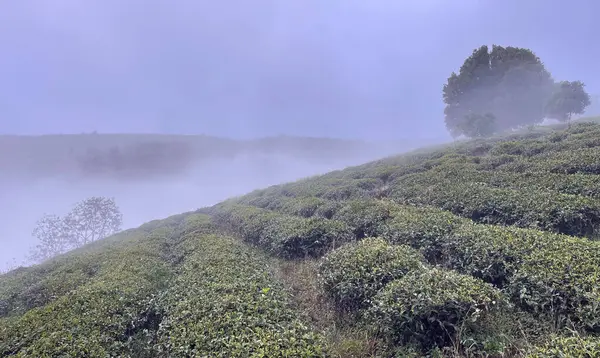 Bulutlar Cau Dat kasabasına geri döndü.