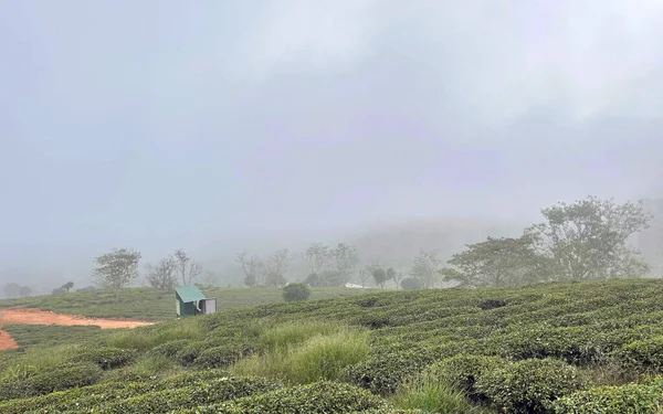 Bulutlar Cau Dat kasabasına geri döndü.
