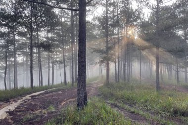 Sabah güneşinde küçük bir yol