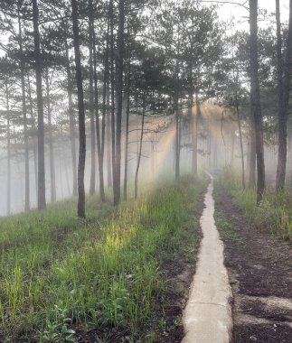 Sabah güneşinde küçük bir yol