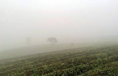 Çay tepesinde sis